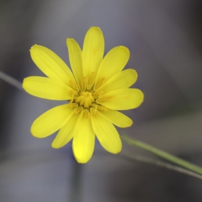 Microseris walteri (Yam Daisy, Murnong) at Bruce Ridge to Gossan Hill - 27 Sep 2021 by AlisonMilton