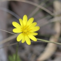 Microseris walteri at Bruce, ACT - 27 Sep 2021 11:58 AM