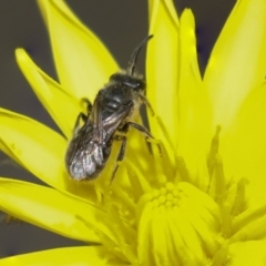 Lasioglossum (Chilalictus) sp. (genus & subgenus) (Halictid bee) at Bruce, ACT - 27 Sep 2021 by AlisonMilton