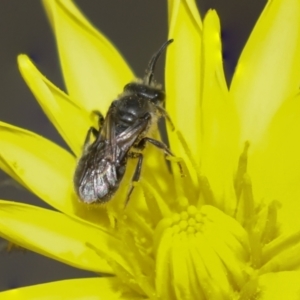 Lasioglossum (Chilalictus) sp. (genus & subgenus) at Bruce, ACT - 27 Sep 2021 11:59 AM