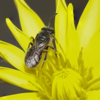 Lasioglossum (Chilalictus) sp. (genus & subgenus) (Halictid bee) at Bruce, ACT - 27 Sep 2021 by AlisonMilton