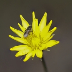 Lasioglossum (Chilalictus) sp. (genus & subgenus) at Bruce, ACT - 27 Sep 2021 11:59 AM