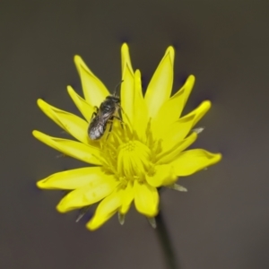 Lasioglossum (Chilalictus) sp. (genus & subgenus) at Bruce, ACT - 27 Sep 2021 11:59 AM