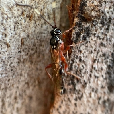 Gotra sp. (genus) (Unidentified Gotra ichneumon wasp) at Murrumbateman, NSW - 29 Sep 2021 by SimoneC