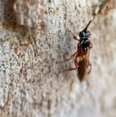 Gotra sp. (genus) at Murrumbateman, NSW - 29 Sep 2021 04:43 PM