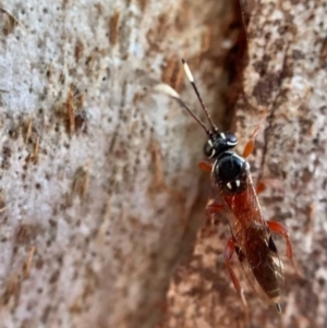 Gotra sp. (genus) at Murrumbateman, NSW - 29 Sep 2021 04:43 PM