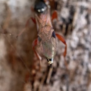 Gotra sp. (genus) at Murrumbateman, NSW - 29 Sep 2021 04:43 PM