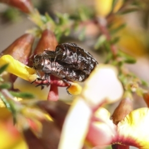 Diphucrania acuducta at Bruce, ACT - 23 Sep 2021