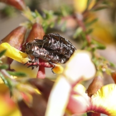 Diphucrania acuducta (Acuducta jewel beetle) at Bruce Ridge to Gossan Hill - 23 Sep 2021 by AlisonMilton