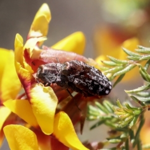 Diphucrania acuducta at Bruce, ACT - 23 Sep 2021