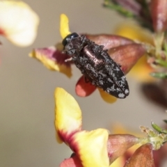 Diphucrania acuducta at Bruce, ACT - 23 Sep 2021