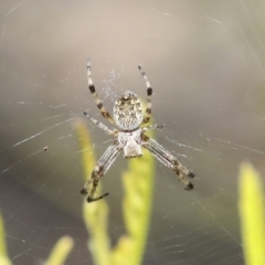 Araneus hamiltoni (Hamilton's Orb Weaver) at Bruce Ridge to Gossan Hill - 27 Sep 2021 by AlisonMilton