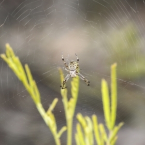 Araneus hamiltoni at Bruce, ACT - 27 Sep 2021 02:22 PM