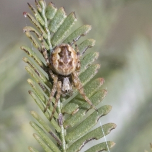 Araneus hamiltoni at Bruce, ACT - 27 Sep 2021 02:22 PM