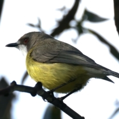 Gerygone olivacea (White-throated Gerygone) at Pialligo, ACT - 28 Sep 2021 by jb2602