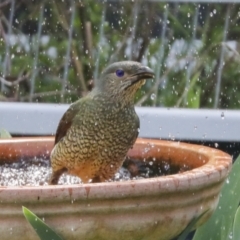 Ptilonorhynchus violaceus (Satin Bowerbird) at Higgins, ACT - 21 Sep 2021 by AlisonMilton