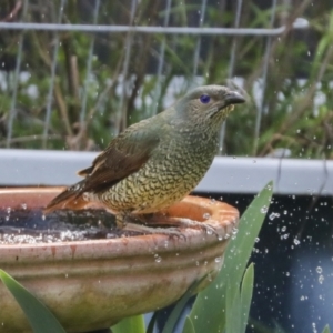 Ptilonorhynchus violaceus at Higgins, ACT - 21 Sep 2021