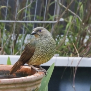 Ptilonorhynchus violaceus at Higgins, ACT - 21 Sep 2021