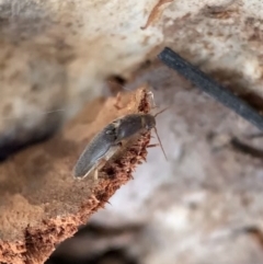 Monocrepidus (genus) (Click beetle) at Murrumbateman, NSW - 28 Sep 2021 by SimoneC