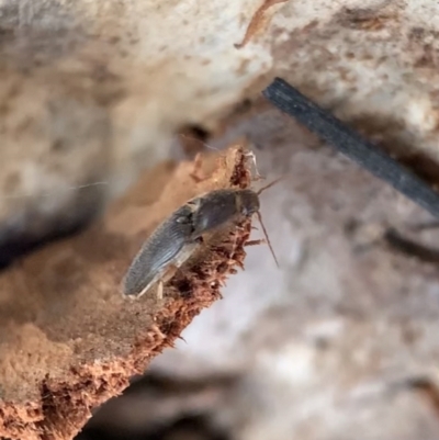 Monocrepidus sp. (genus) (Click beetle) at Murrumbateman, NSW - 28 Sep 2021 by SimoneC