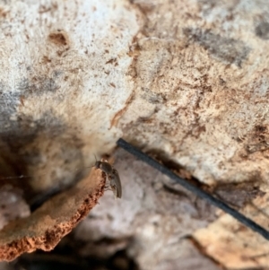 Monocrepidus sp. (genus) at Murrumbateman, NSW - 28 Sep 2021