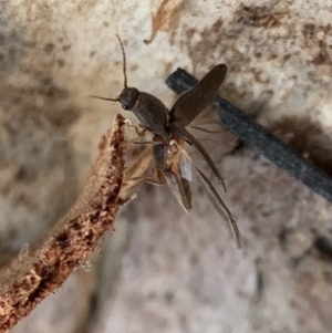 Monocrepidus sp. (genus) at Murrumbateman, NSW - 28 Sep 2021 04:41 PM