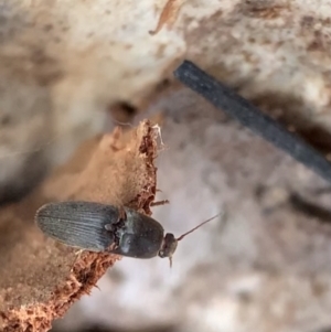 Monocrepidus sp. (genus) at Murrumbateman, NSW - 28 Sep 2021