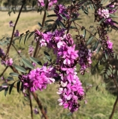 Indigofera australis subsp. australis (Australian Indigo) at Kambah, ACT - 28 Sep 2021 by kattykat