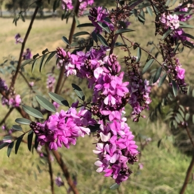 Indigofera australis subsp. australis (Australian Indigo) at Kambah, ACT - 28 Sep 2021 by kattykat