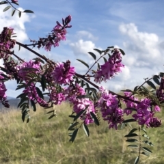 Indigofera australis subsp. australis at Kambah, ACT - 28 Sep 2021 02:59 PM