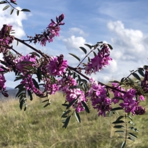 Indigofera australis subsp. australis at Kambah, ACT - 28 Sep 2021