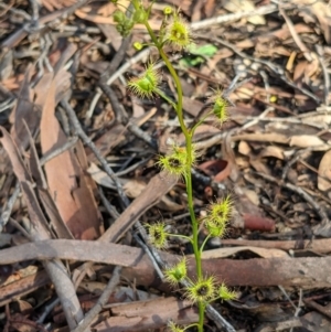 Drosera gunniana at O'Connor, ACT - 19 Sep 2021