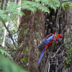 Platycercus elegans (Crimson Rosella) at Acton, ACT - 11 May 2021 by rossleetabak