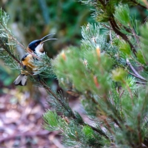 Acanthorhynchus tenuirostris at Acton, ACT - suppressed