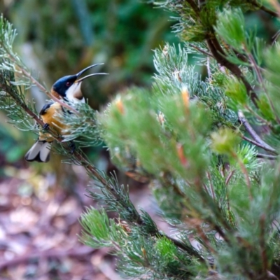 Acanthorhynchus tenuirostris (Eastern Spinebill) at Acton, ACT - 30 Apr 2021 by rossleetabak