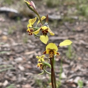 Diuris nigromontana at Bruce, ACT - 29 Sep 2021