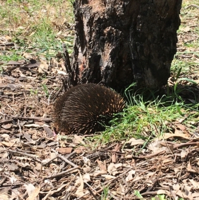 Tachyglossus aculeatus (Short-beaked Echidna) at Stirling Park - 24 Sep 2021 by grakymhirth@tpg.com
