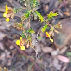 Coryphistes ruricola (Bark-mimicking Grasshopper) at Downer, ACT - 30 Sep 2021 by Harrisi