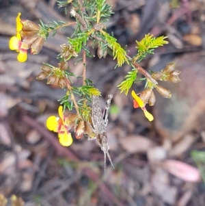 Coryphistes ruricola at Downer, ACT - 30 Sep 2021 09:19 AM