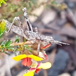 Coryphistes ruricola at Downer, ACT - 30 Sep 2021 09:19 AM