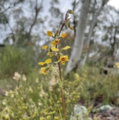 Diuris nigromontana (Black Mountain Leopard Orchid) at Bruce Ridge to Gossan Hill - 29 Sep 2021 by Wen