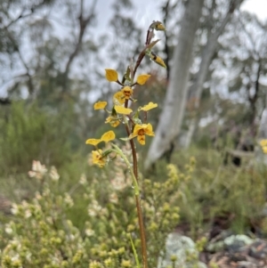 Diuris nigromontana at Bruce, ACT - 30 Sep 2021