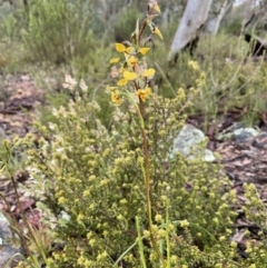 Diuris nigromontana at Bruce, ACT - 30 Sep 2021