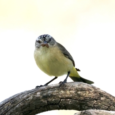 Acanthiza chrysorrhoa (Yellow-rumped Thornbill) at Pialligo, ACT - 28 Sep 2021 by jb2602