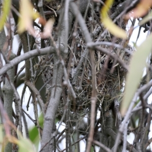 Acanthiza chrysorrhoa at Pialligo, ACT - 28 Sep 2021