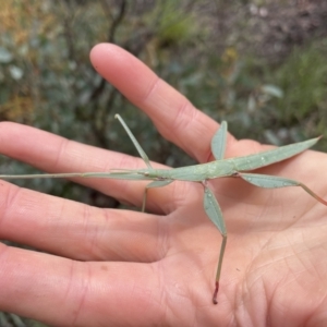 Tropidoderus childrenii at O'Connor, ACT - 30 Sep 2021