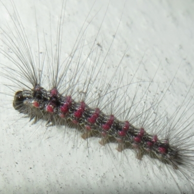 Anestia (genus) (A tiger moth) at Flynn, ACT - 28 Sep 2021 by Christine