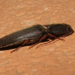 Monocrepidus (genus) (Click beetle) at Flynn, ACT - 28 Sep 2021 by Christine