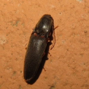 Monocrepidius (genus) at Flynn, ACT - 28 Sep 2021 06:31 PM