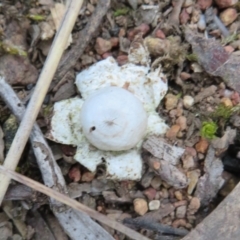 Geastrum sp. (Geastrum sp.) at Hall, ACT - 29 Sep 2021 by Christine